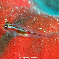 goby on red sponge by Cigdem Cooper 